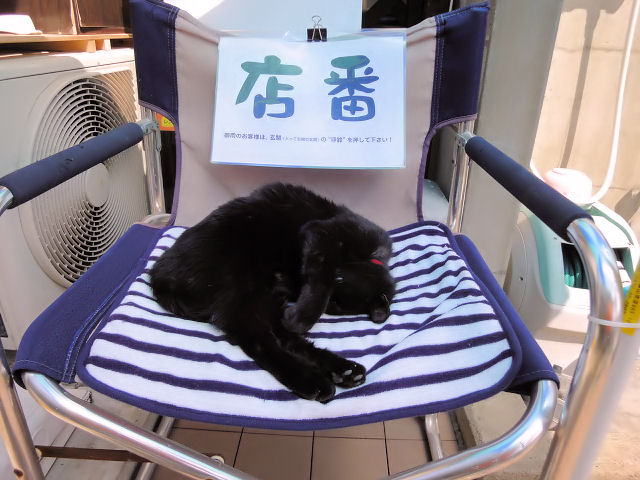 猫スタッフ 黒猫クロコ 中庭でリアルガチで店番中 まるへい大漁記