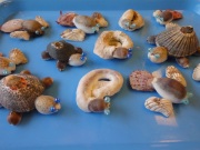 海辺の仲間たち