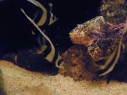 ゆらゆらハタタテ