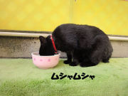 クロコのランチ①