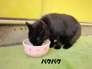 クロコのランチ②