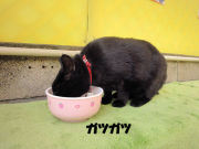 クロコのランチ③