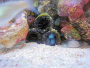 ハナハゼ筒の中に潜伏 ハナハゼ筒の中に潜伏