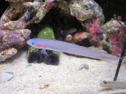 ハナハゼ様 ハナハゼ様