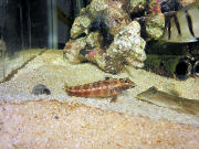 トラギスさん①