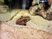 トラギスさん③