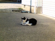 石コロの魅力にハマる猫①