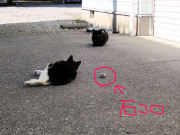 石コロの魅力にハマる猫③ 石コロの魅力にハマる猫③