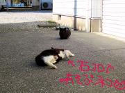 石コロの魅力にハマる猫④ 石コロの魅力にハマる猫④