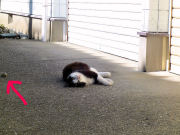 石コロの魅力にハマる猫②