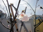 まるへい桜2016①