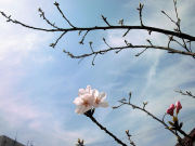 まるへい桜2016②