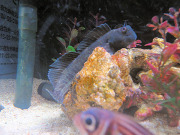 カエルウオさん カエルウオさん