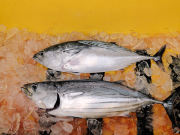 スマガツオはどっち？