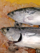 黒い斑点が特徴スマ