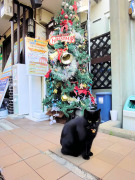 クリスマスツリーとクロコ