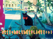 黒猫黒子 Happy Halloween