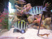 まるへい水族館（mini水槽）