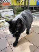 にゃんこスタッフ黒猫クロコ にゃんこスタッフ黒猫クロコ