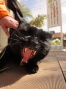 ニャー! ニャー!