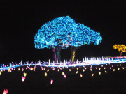 キラキラファーム2013（マザーツリー）