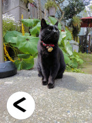 黒猫クロコの「く」