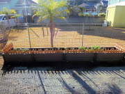 【まるへいハーブ畑】その①