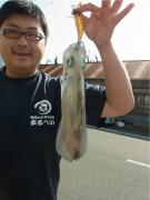 2015-4-28　アオリイカ１