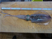 2015-4-28　アオリイカ２