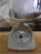 2015-4-28　アオリイカ３