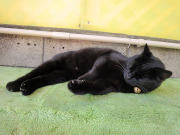 セクシークロコちゃん