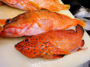 アカハタ×ユカタハタ