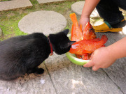 クロコも興味津々