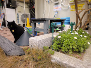 お出迎えニャン お出迎えニャン