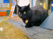 座って待つニャン 座って待つニャン