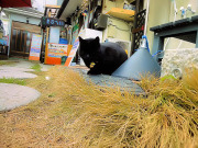 寝て待つニャン 寝て待つニャン