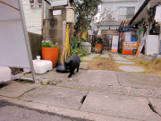 クロコとお散歩①