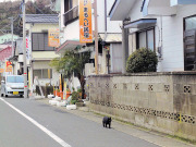 クロコとお散歩②