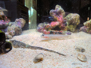 ピンク色のハゼさん