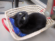 かごがお気に入りニャのだ