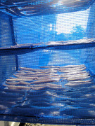 エンザラの干物つくり2015