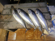 ソーダガツオ2015