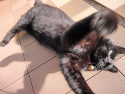 必殺クロコパンチ