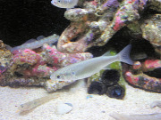 ボラさん ボラさん