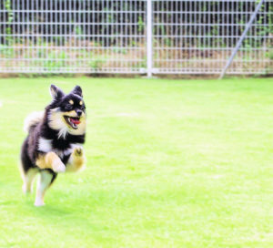 ペット館　ドッグランイメージ