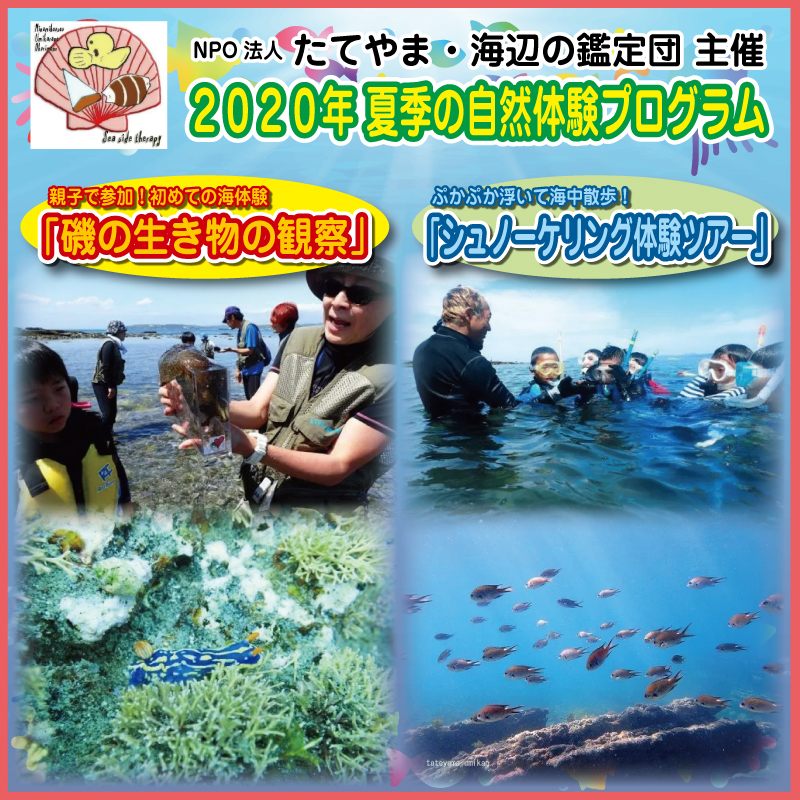 NPO法人　たてやま・海辺の鑑定団（2020年 夏季の自然体験プログラム）