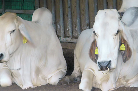 嶺岡牧場 千葉県酪農のさと